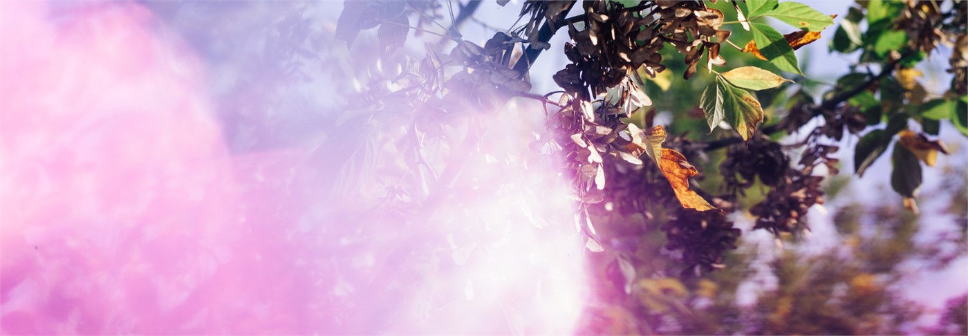 Headerbild 1